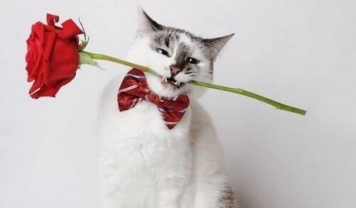 Top hình ảnh mèo tặng hoa hồng cute đẹp nhất