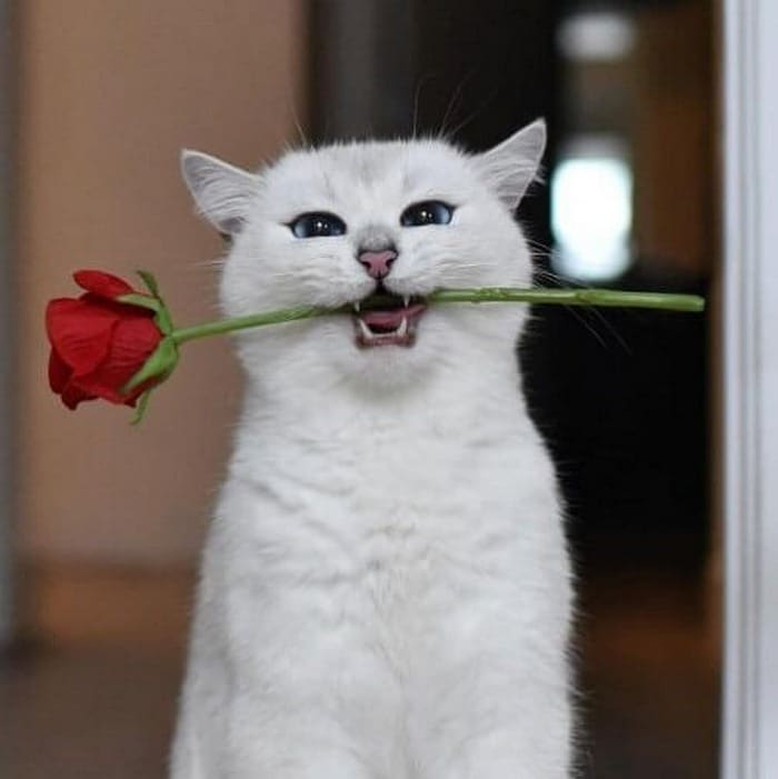 Top hình ảnh mèo tặng hoa hồng cute mới nhất