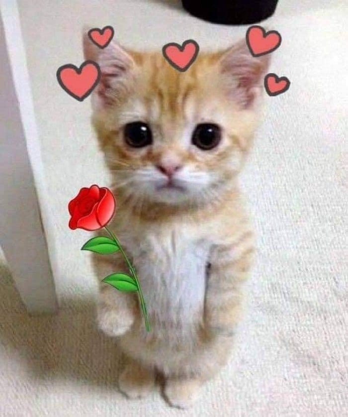 Top hình ảnh mèo tặng hoa hồng cute ngây thơ