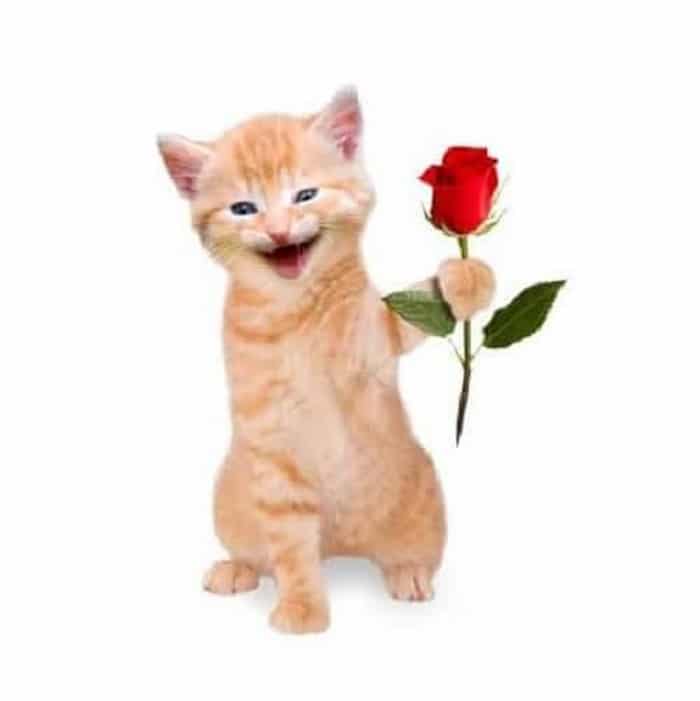 Top hình ảnh mèo tặng hoa hồng cute nhất