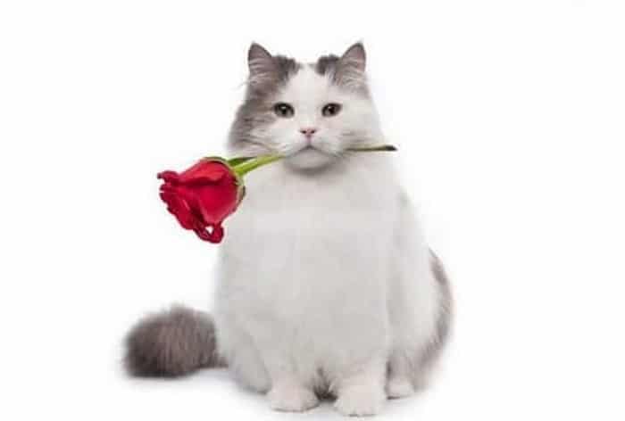 Top hình ảnh mèo tặng hoa hồng cute