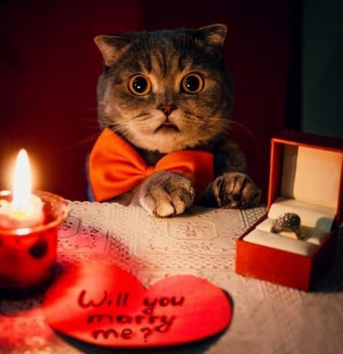 Top hình ảnh mèo tặng nhẫn dễ thương cute