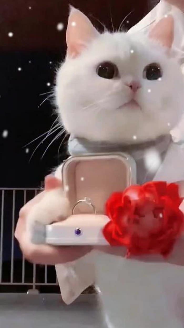 Top hình ảnh mèo tặng nhẫn dễ thương siêu cưng