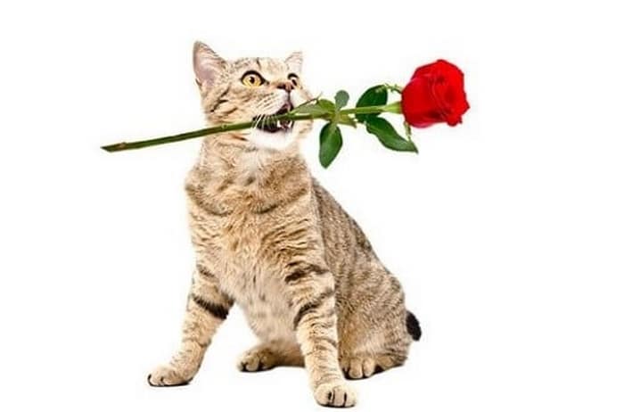 Top hình mèo tặng hoa hồng cute