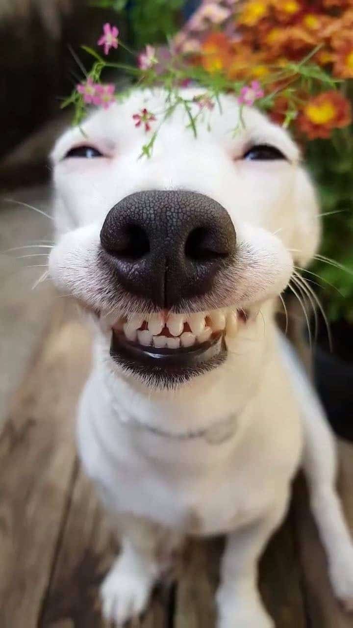 Chia sẻ hình ảnh chó cười nhe răng biểu cảm bựa