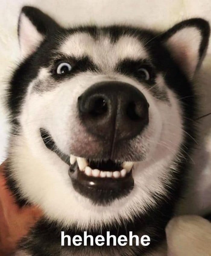 Chia sẻ hình ảnh chó cười nhe răng hài hước