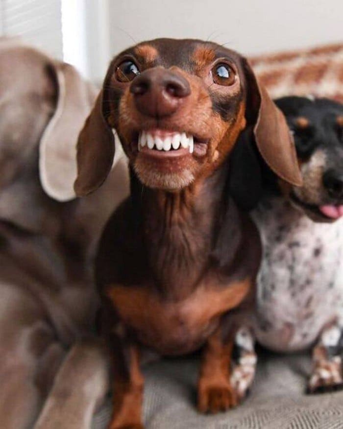 Chia sẻ hình ảnh chó cười nhe răng vui nhộn
