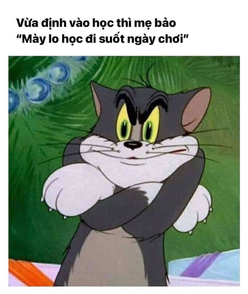 Tom and Jerry meme Việt Nam chế vui