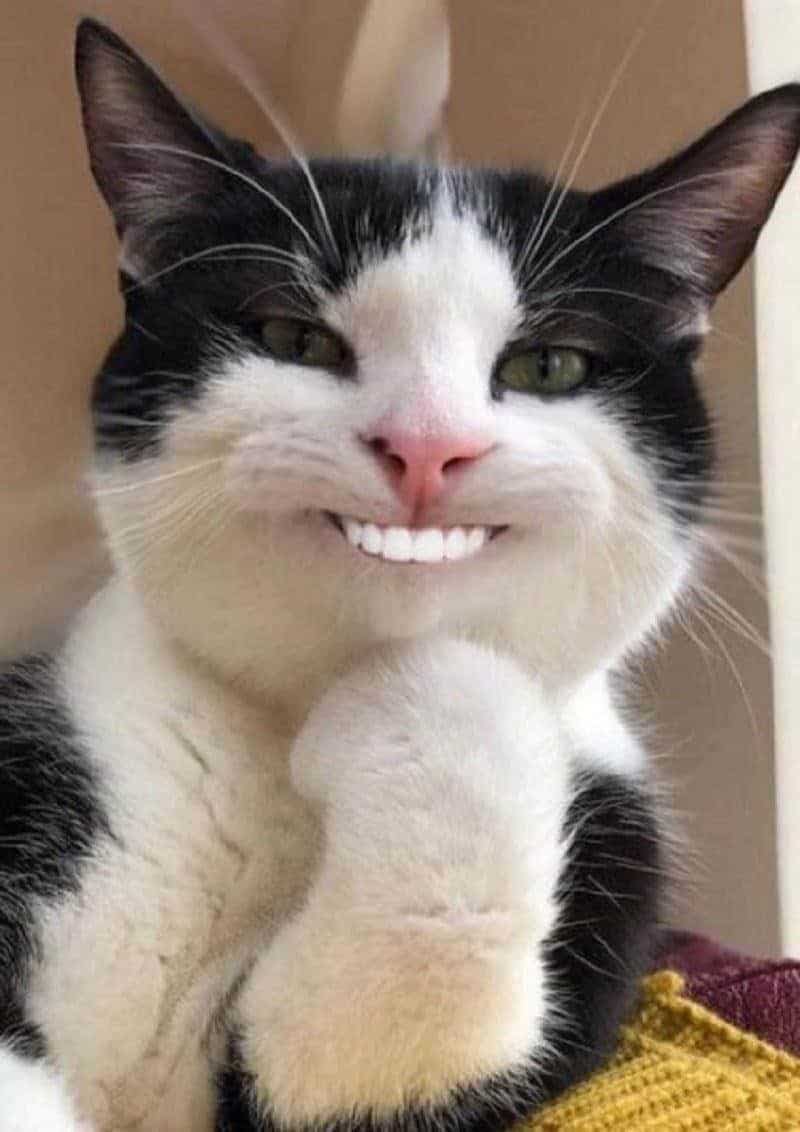 Top hình ảnh mèo cười nham hiểm bựa
